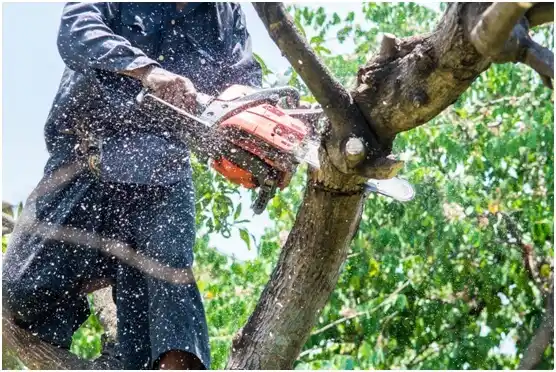 tree services Bailey's Crossroads